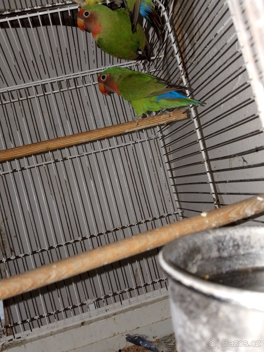 agapornis - 2