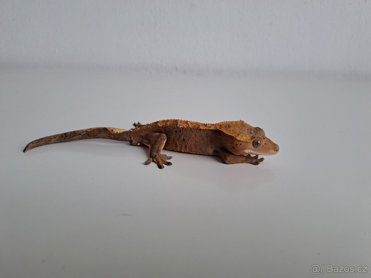 pagekon řasnatý samec. - 2