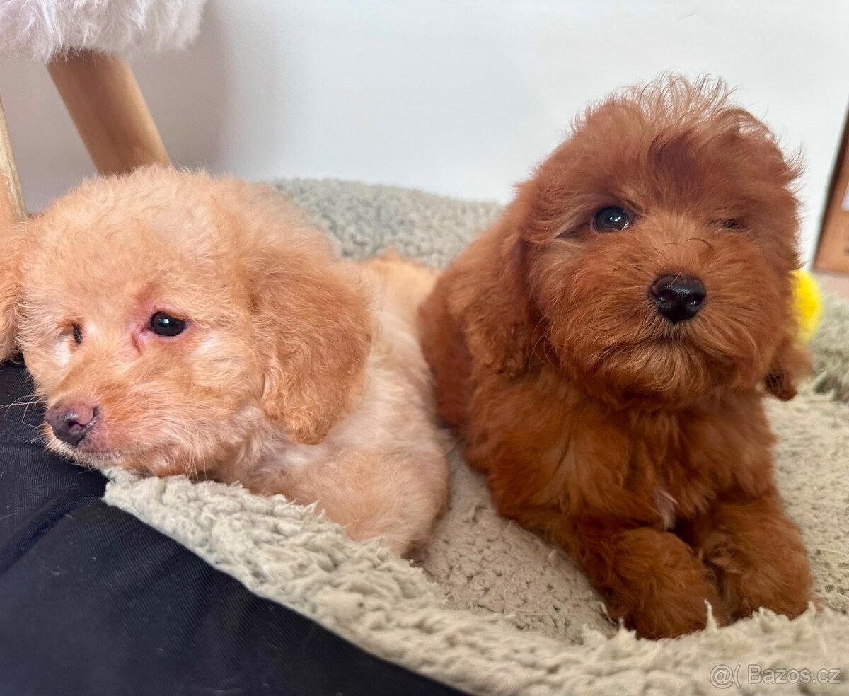maltipoo - 2