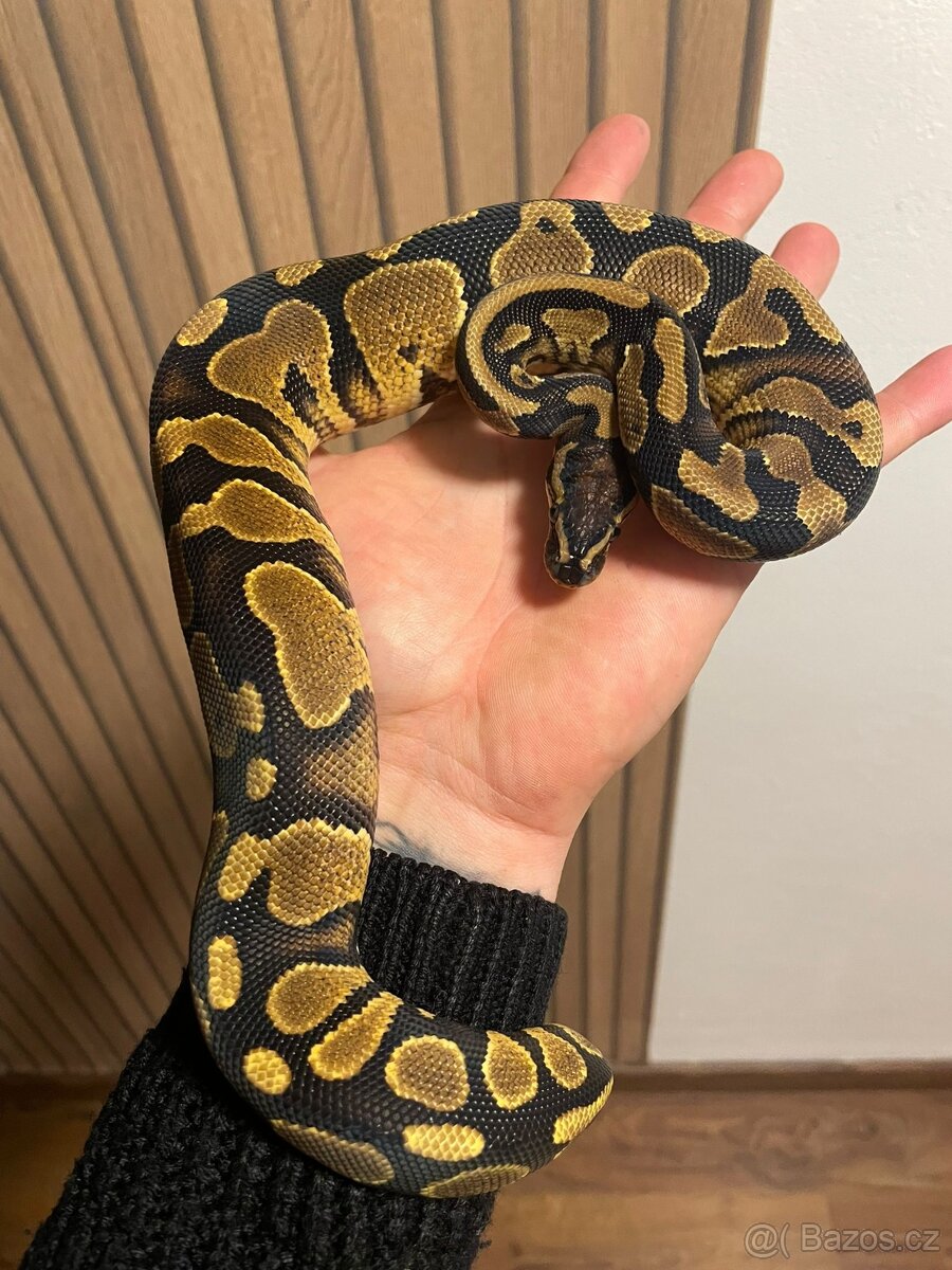 Krajta královská samec GRAVEL - 2