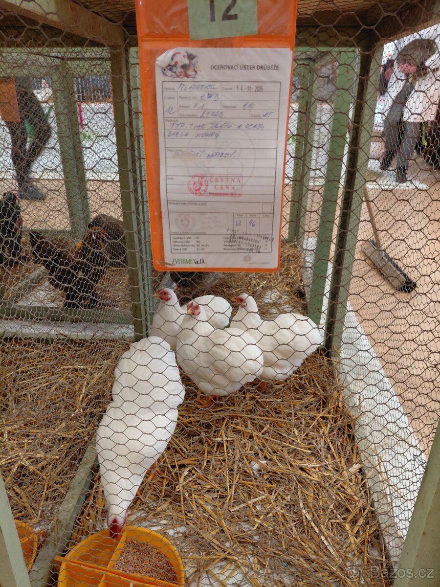 Wyandotka zdrobnělá - 2