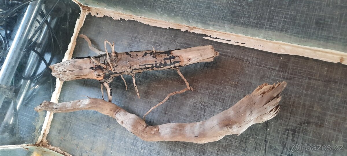 Akvárium 60x3526 - 2