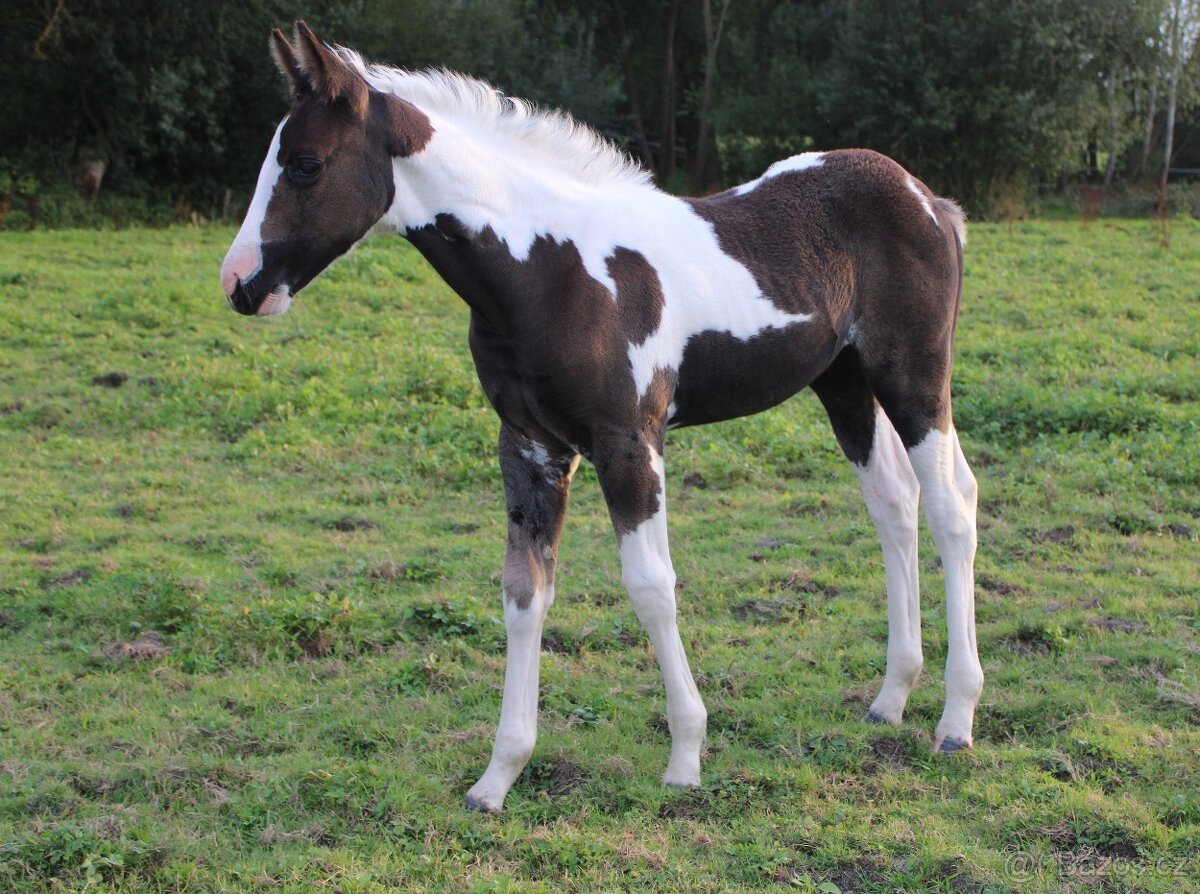 Paint Horse klisna po Cat Prints - 2