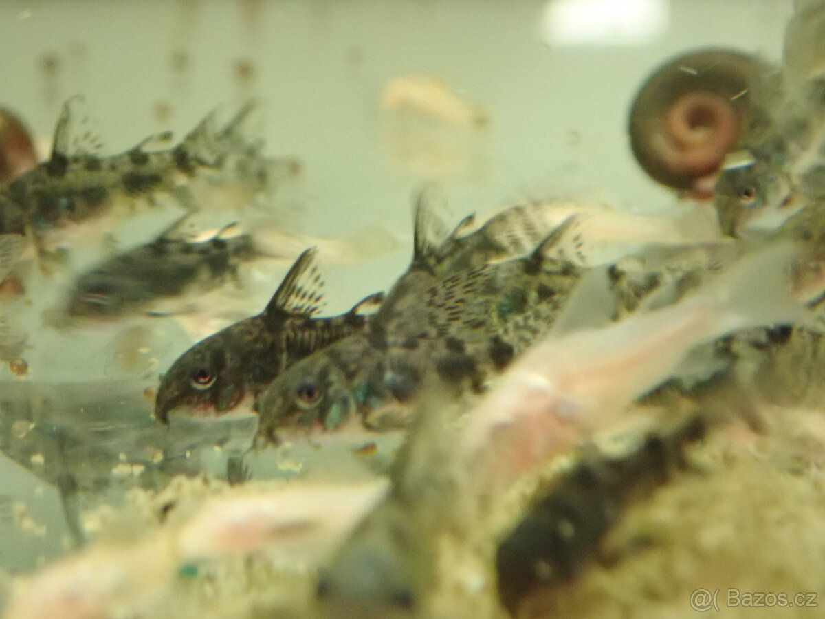 Pancéřníček skvrnitý - 2