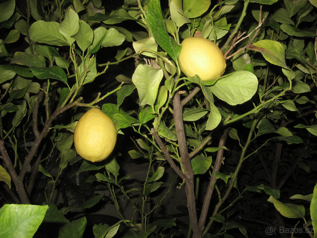Prodám citrusy - 2