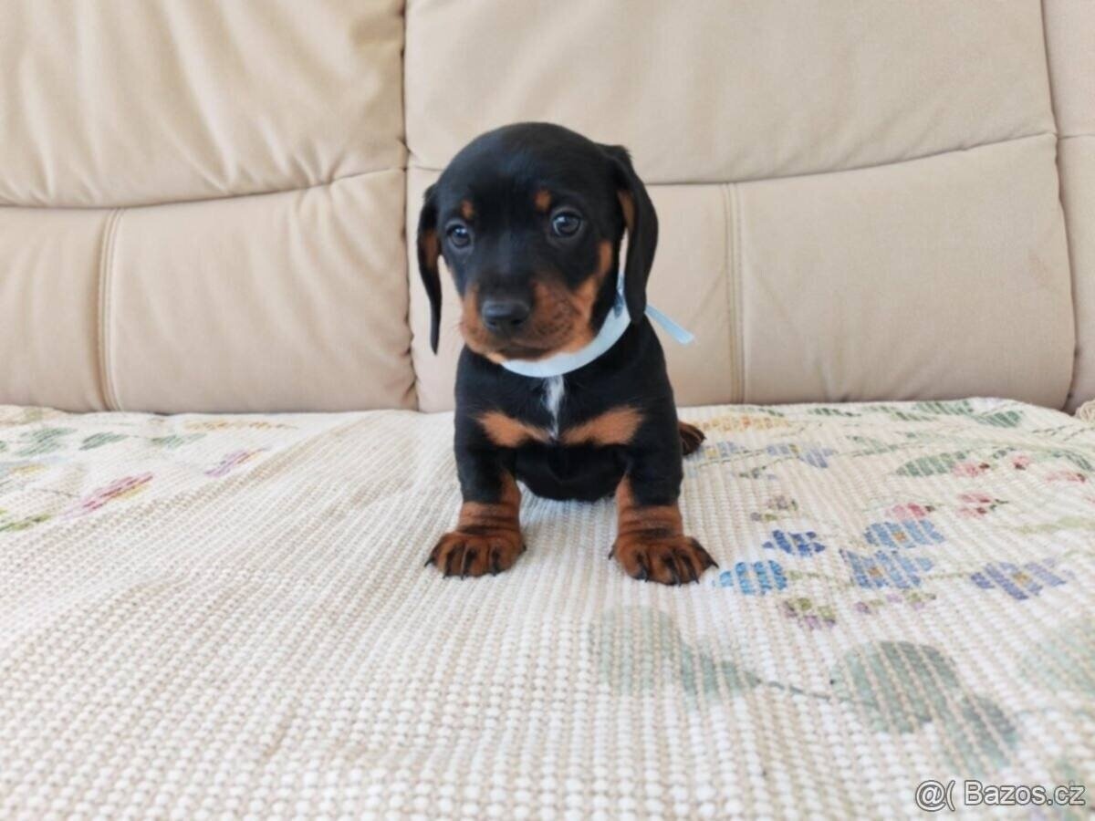 Jezevčík trpasličí - 2