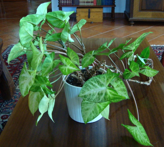 Pokojové rostliny ŠPLHAVICE, POTOS - 2