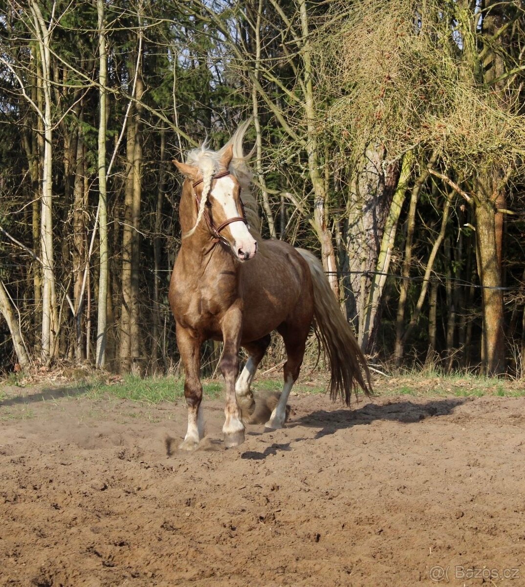 Připouštění Welsh Cob D Isabel barva - 2