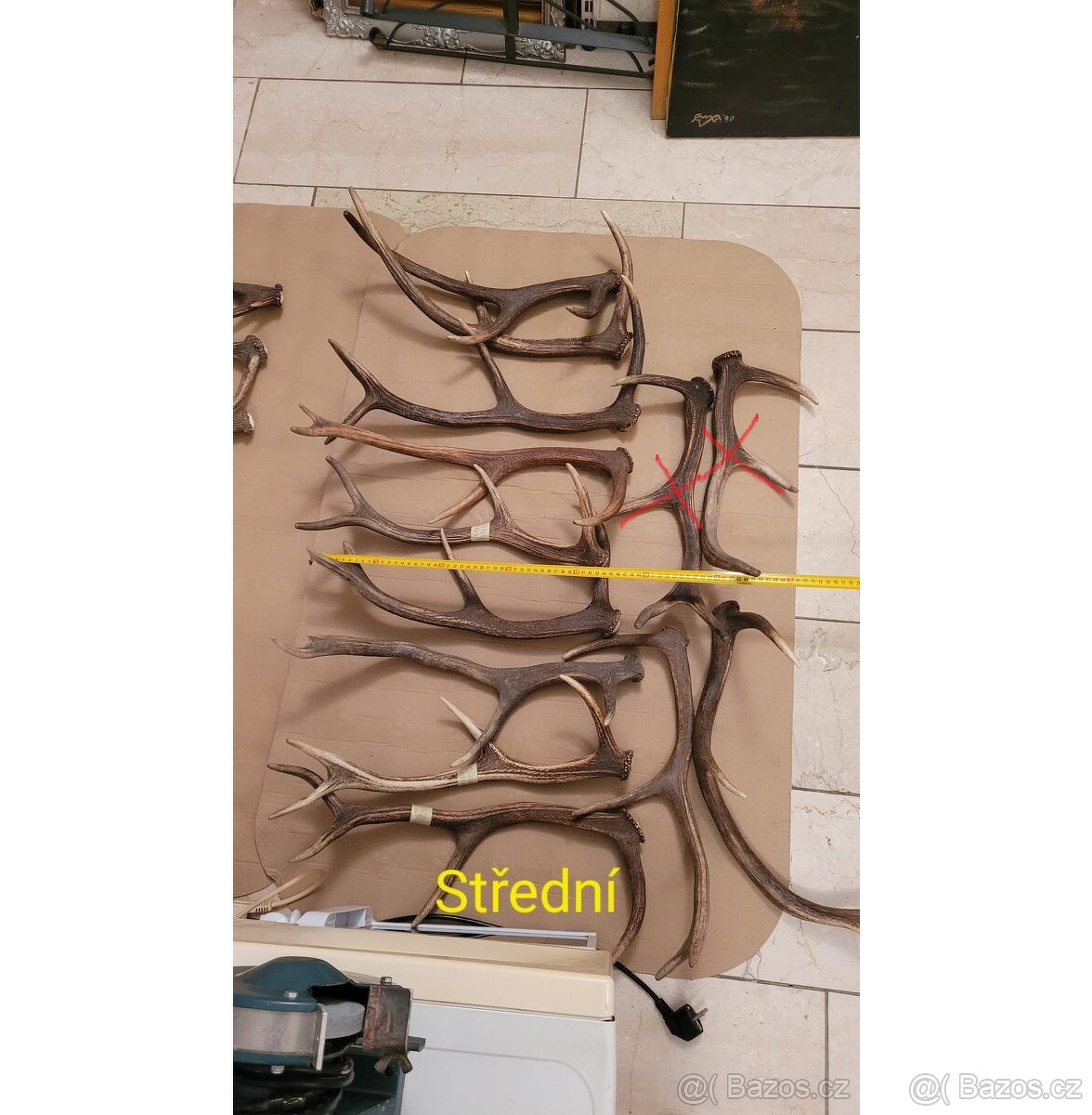 Prodám parohy - 2