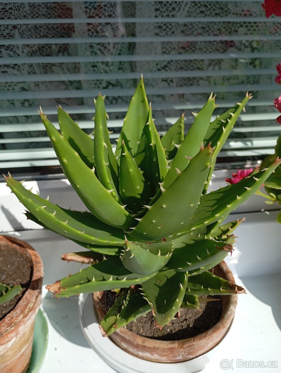 Aloe - 2