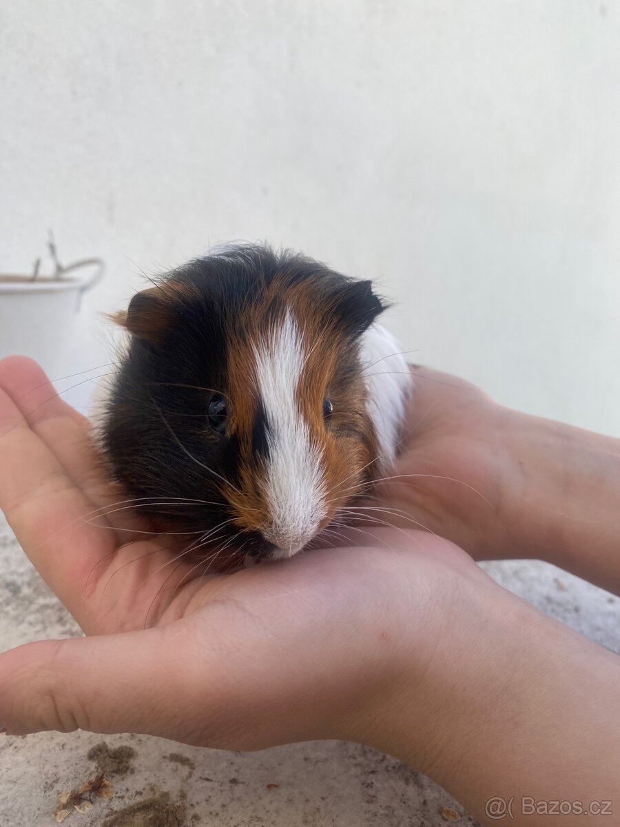 Prodám morčata - 2