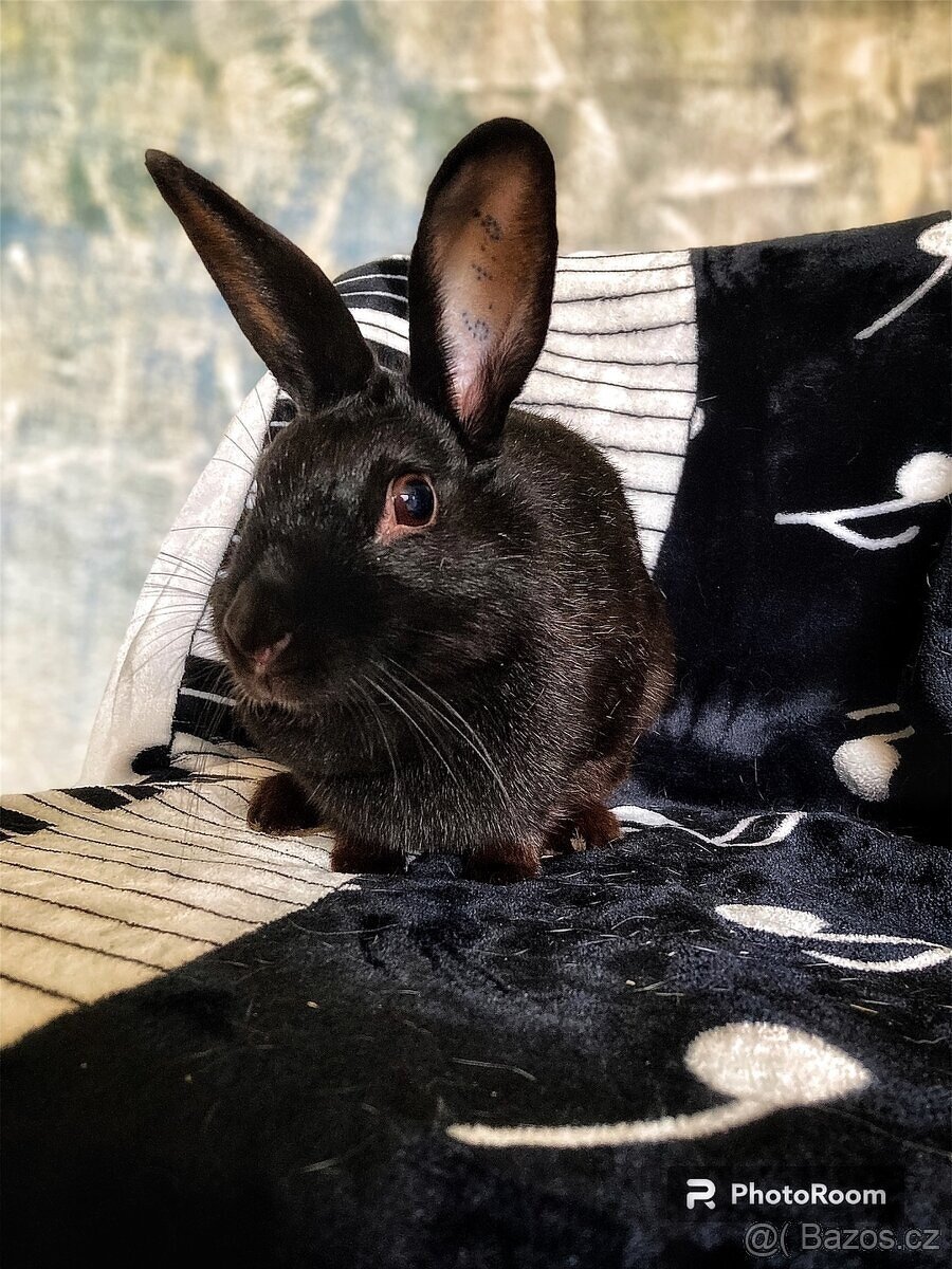 sportovní králík s pp - Helena - 2