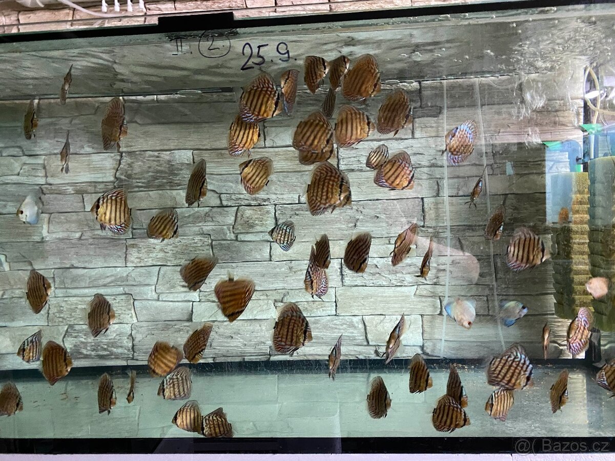 Discus, terčovci RED Tyrkys - 2