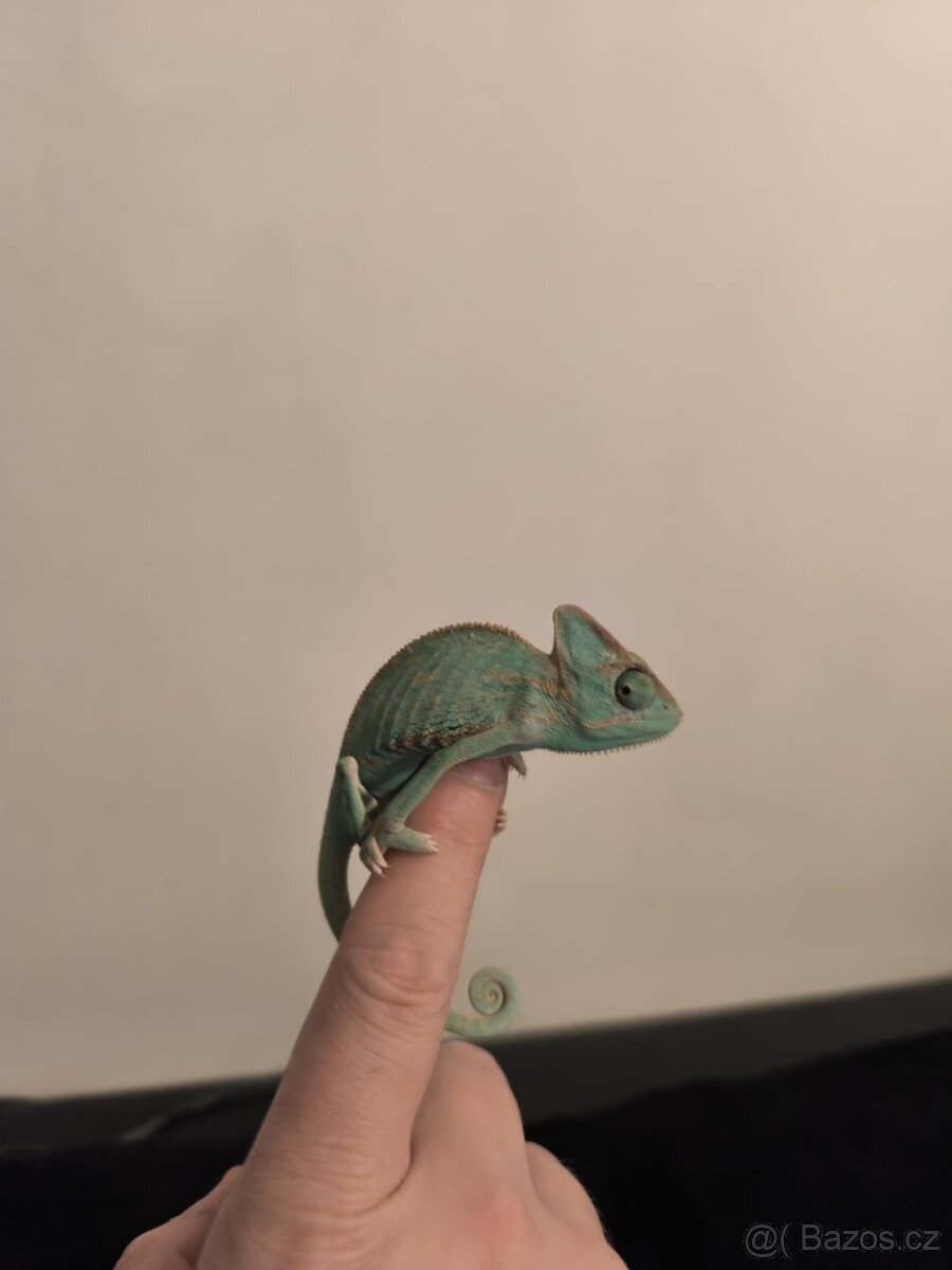 Chameleón jemenský - 2