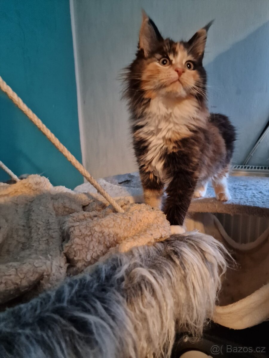 Mainská mývalí bez PP - 2