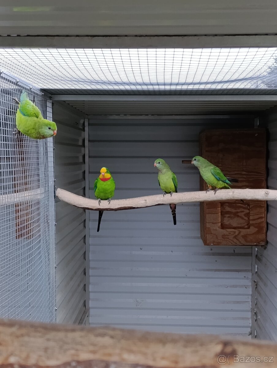 Papoušek nádherný - 2