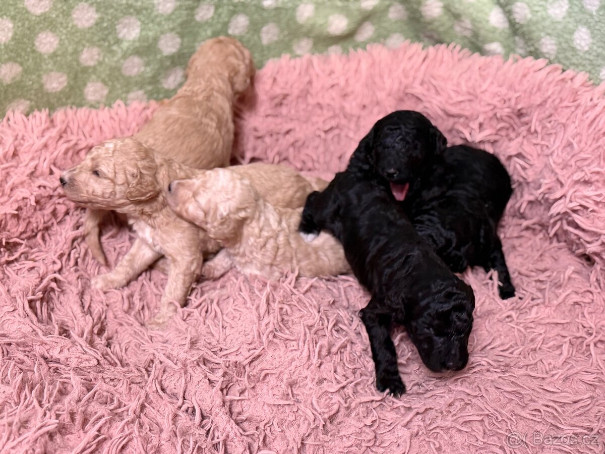 Pudl velký královský - 2