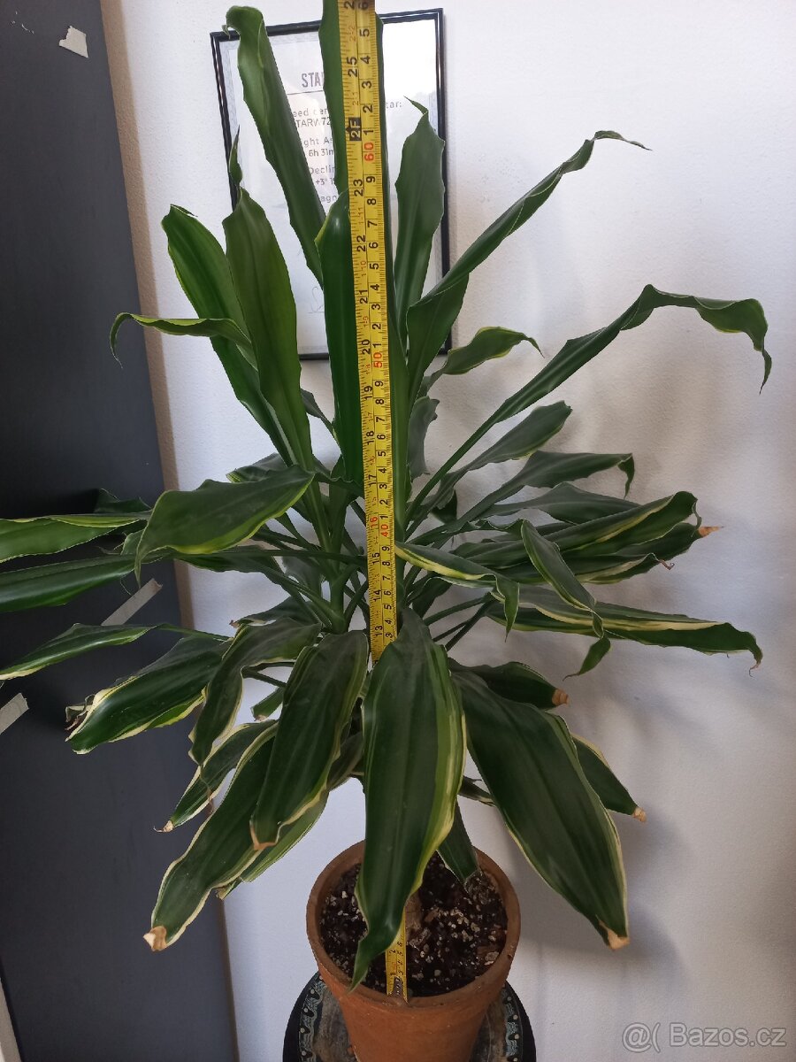 Dracena velká pokojová rostlina - 2