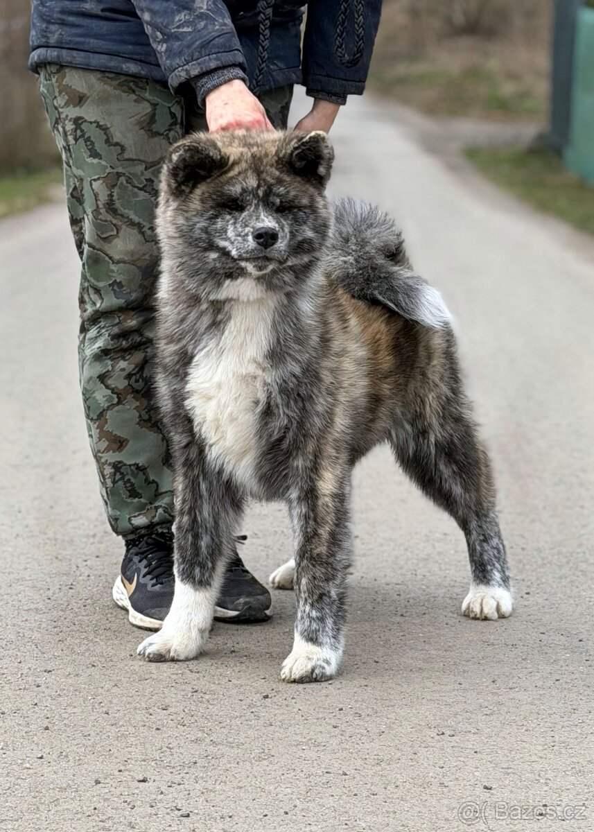 Akita Inu s průkazem původu (PP) - odběr možný ihned - 2