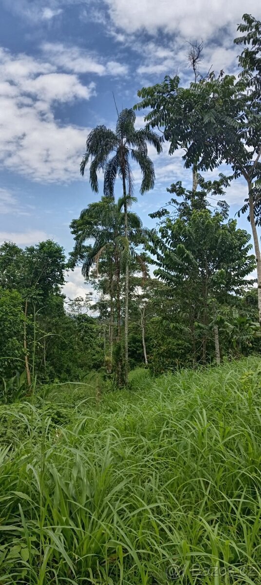 Pozemek v Amazonii - 2