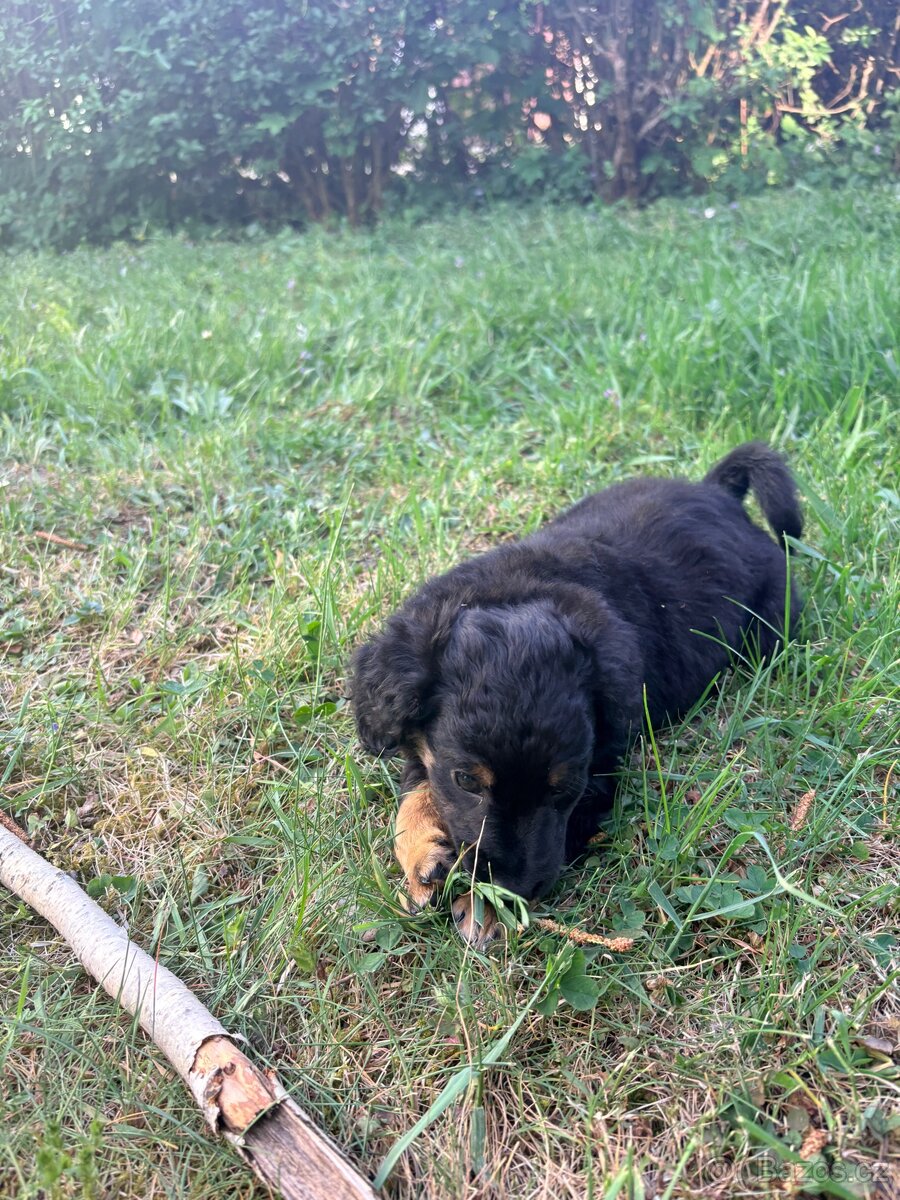yorkipoo - 2