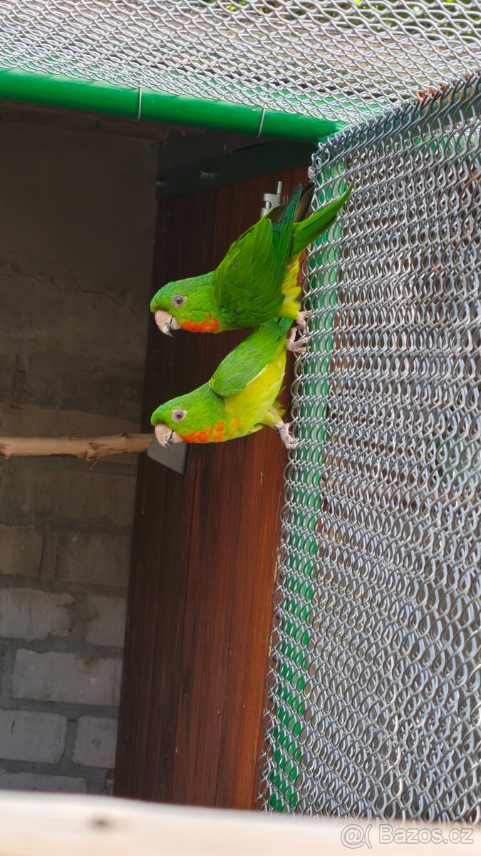 Aratingy - 2