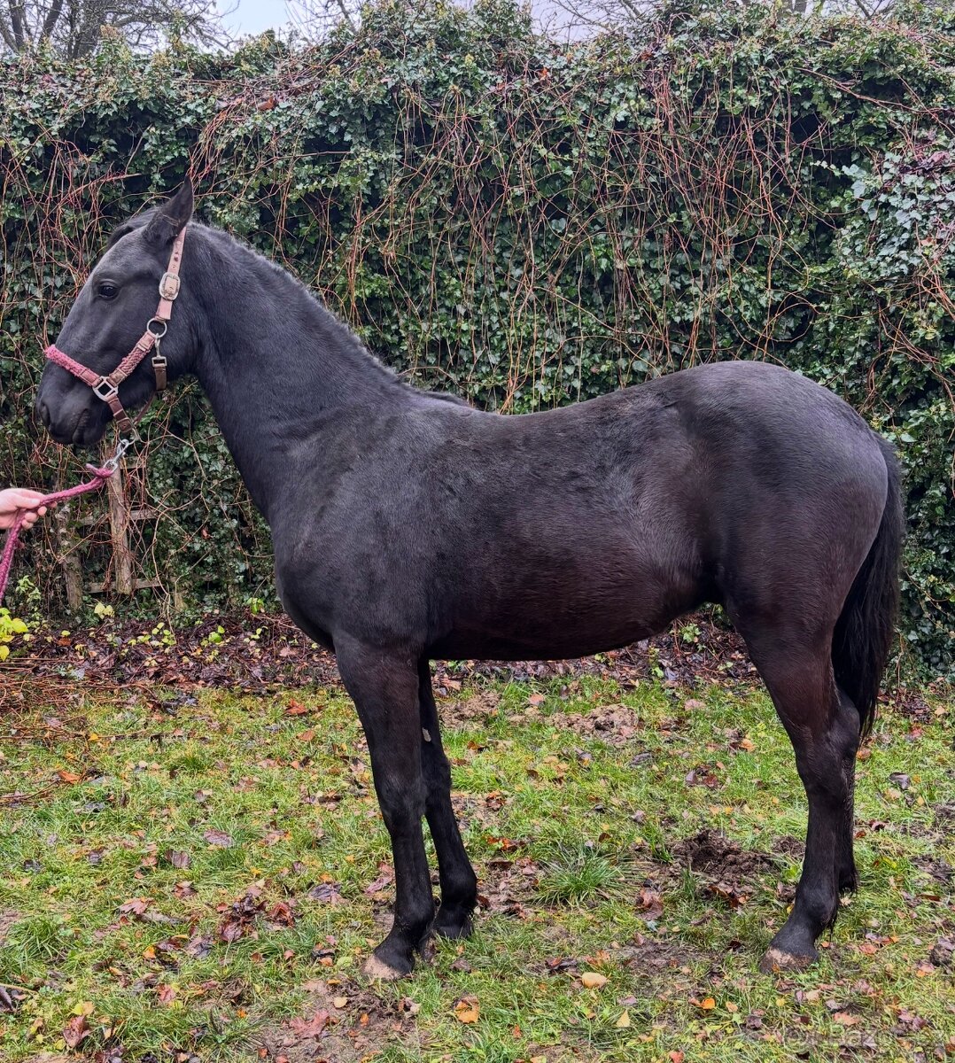 Hřebeček Barock Pinto - 2