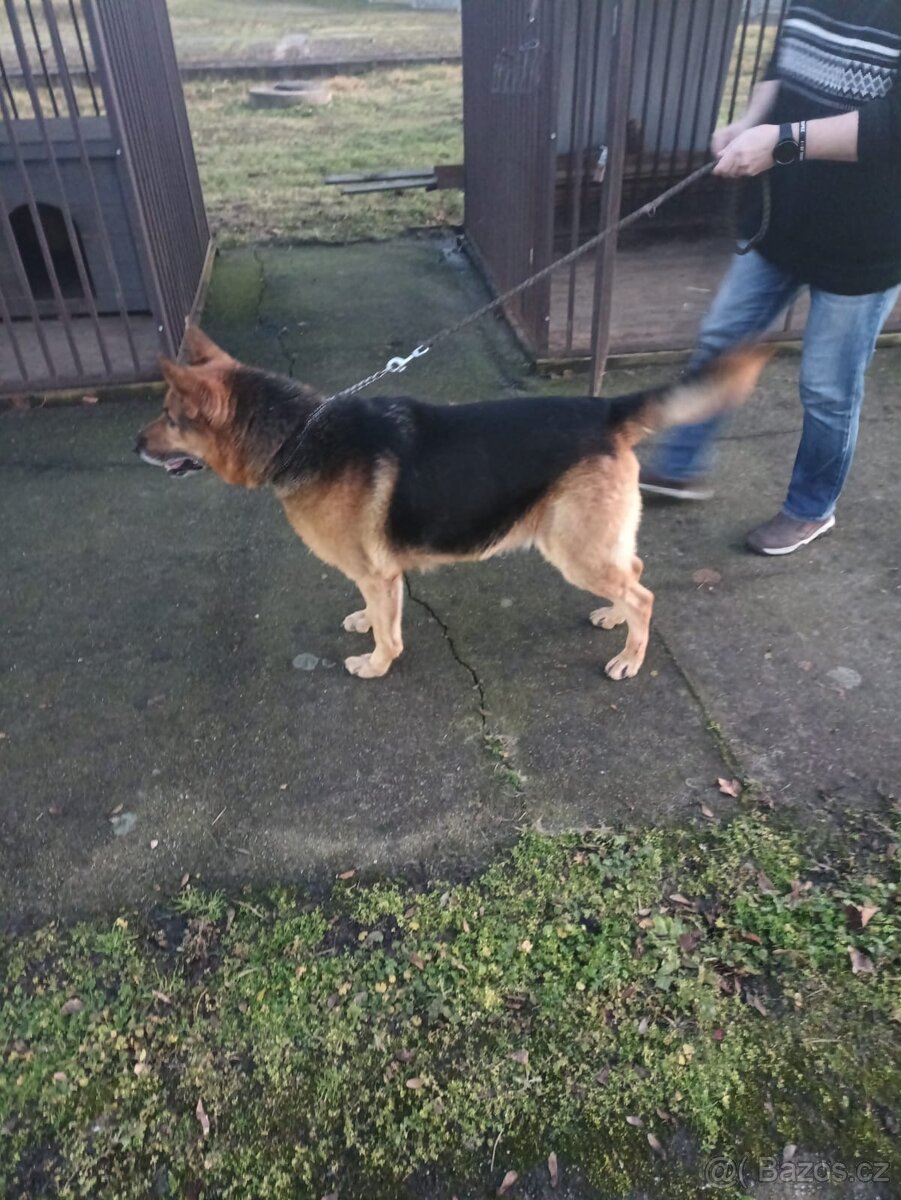 Daruji psa - César - 2