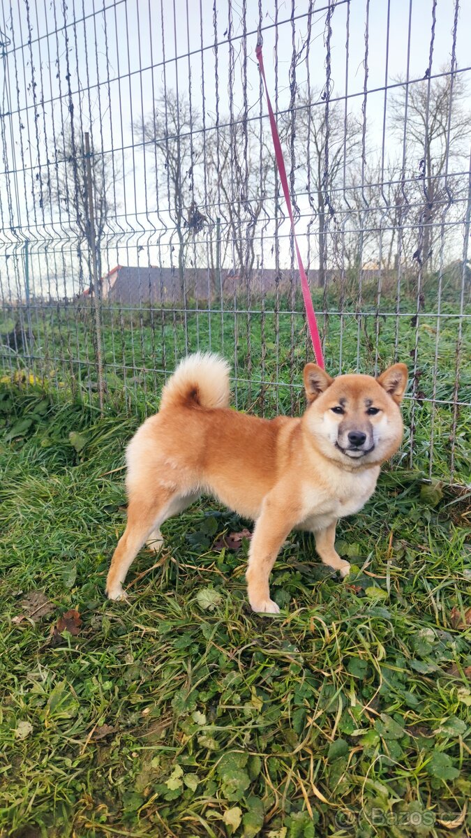Shiba Inu s PP FCI - roční červená fenka - 2