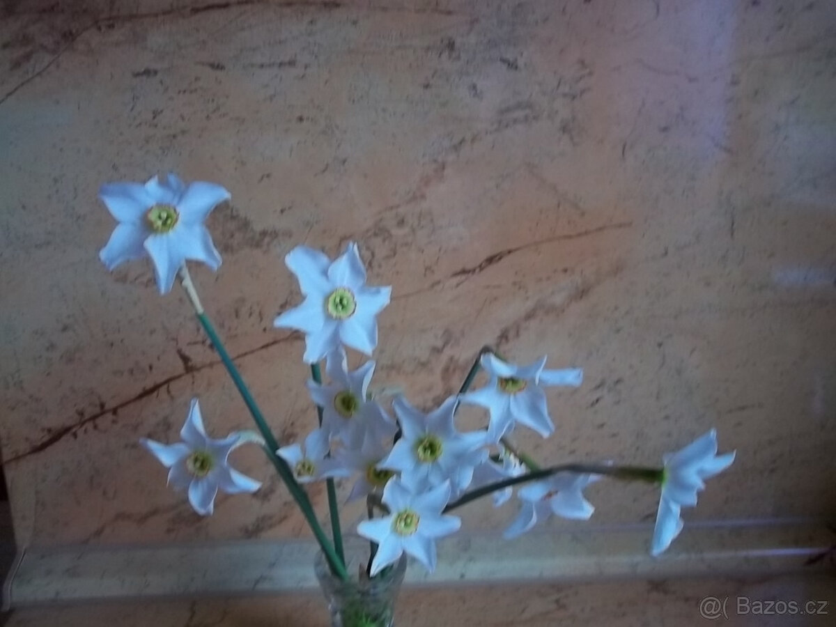 Narcis cibulky - 2