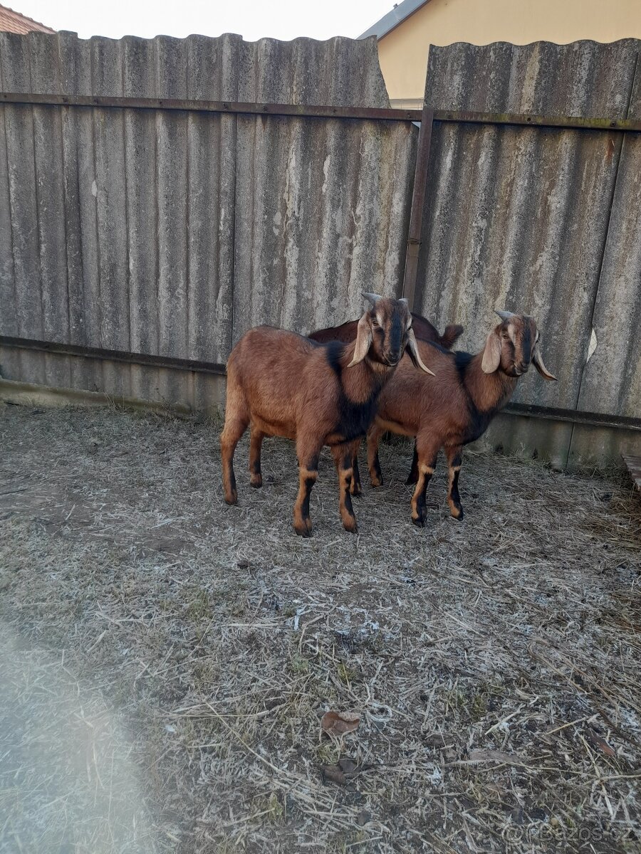 Anglonubijský kozel,100% - 2