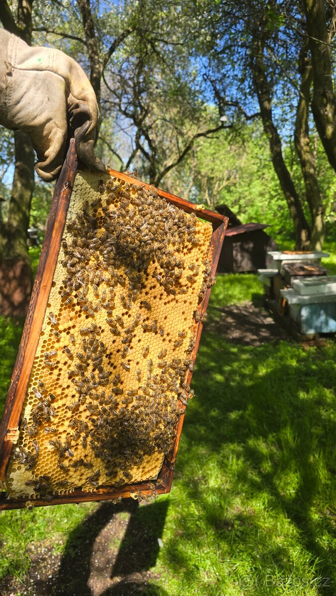 Prodám vyzimované včelstva, oddělky, včely - 2