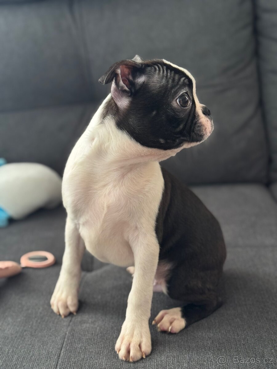 BOSTONSKÝ TERIÉR S PP FCI - 2