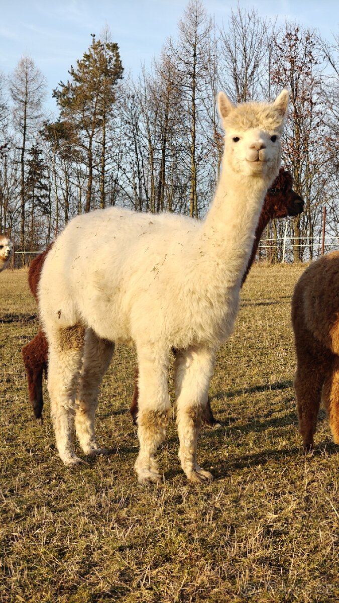 Alpaka samice - 2