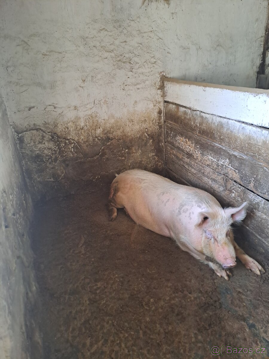 Prodám prase - 2