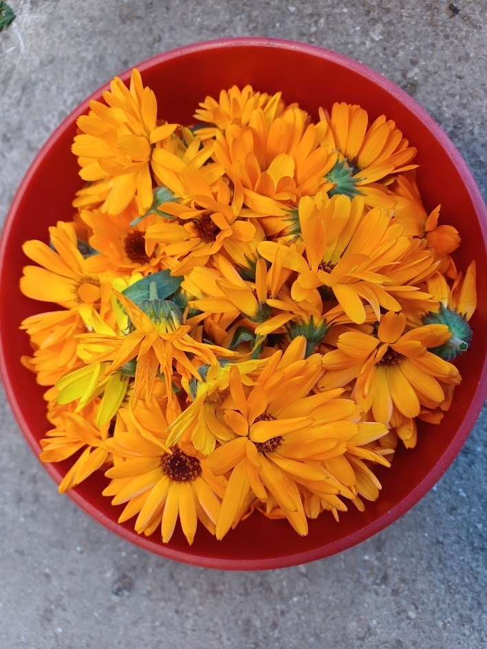 Bylinky sušené - 2