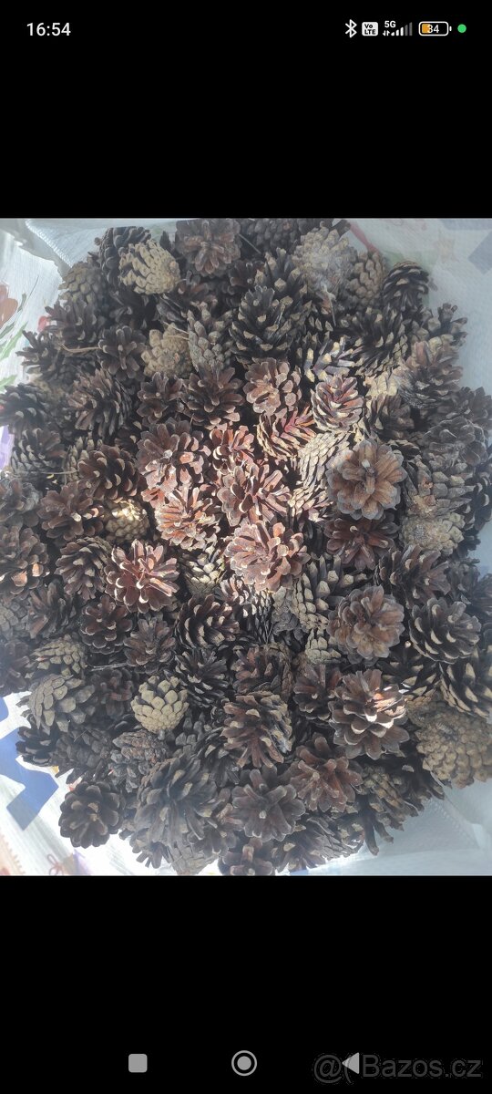 Borovicové šišky - 2