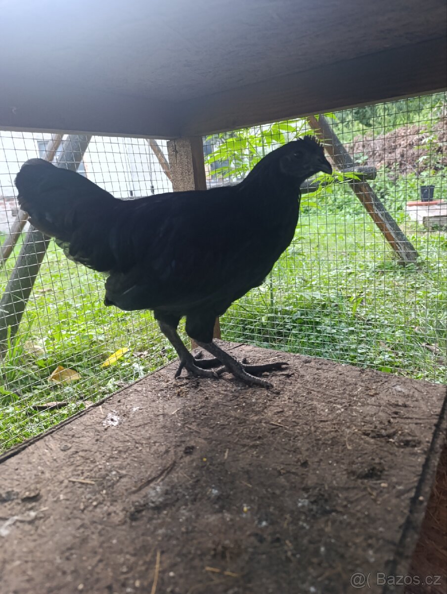 Kohoutci Ayam Cemani - 2