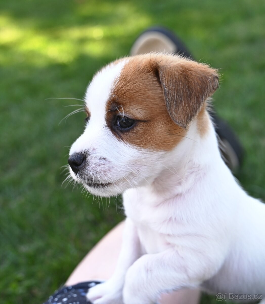 Jack Russell terier s PP - 2