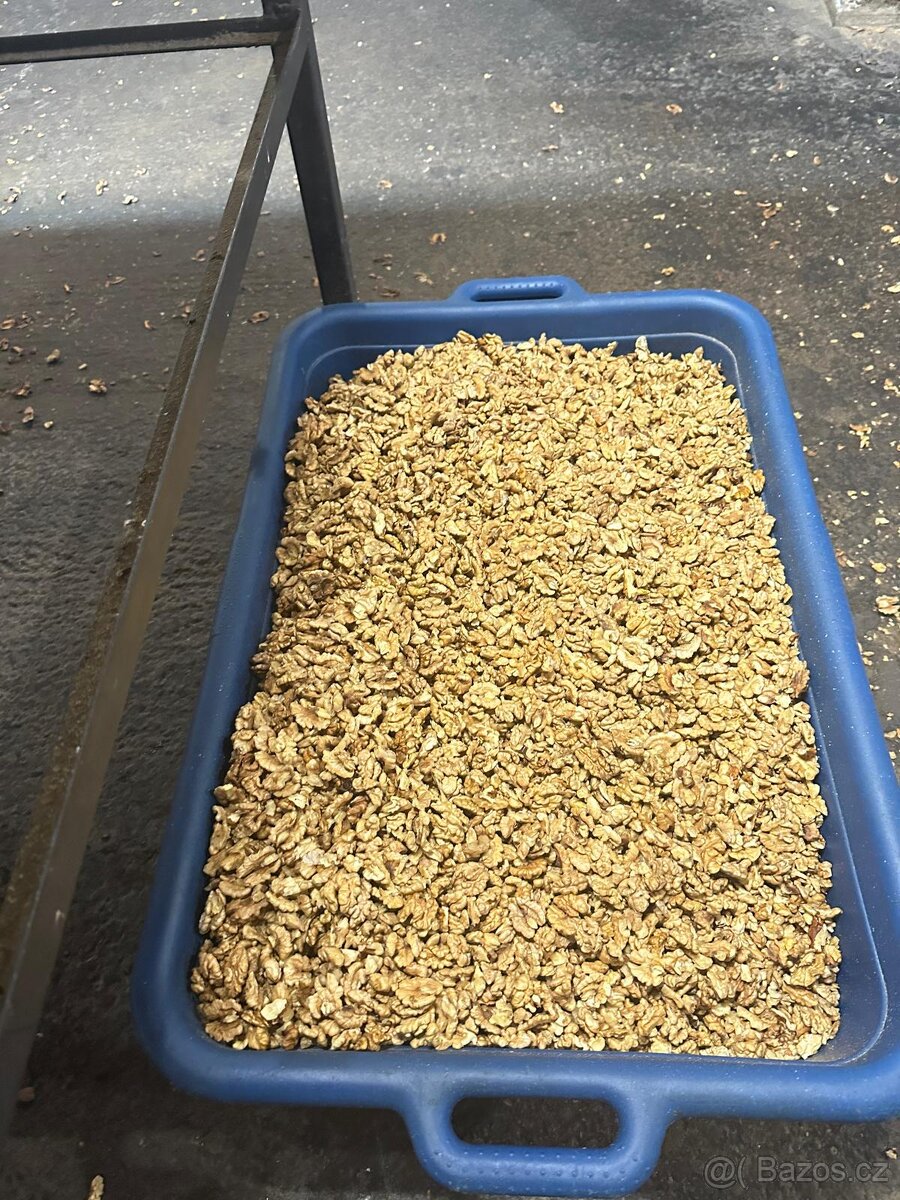 VLAŠSKÉ OŘECHY 2025 - 2