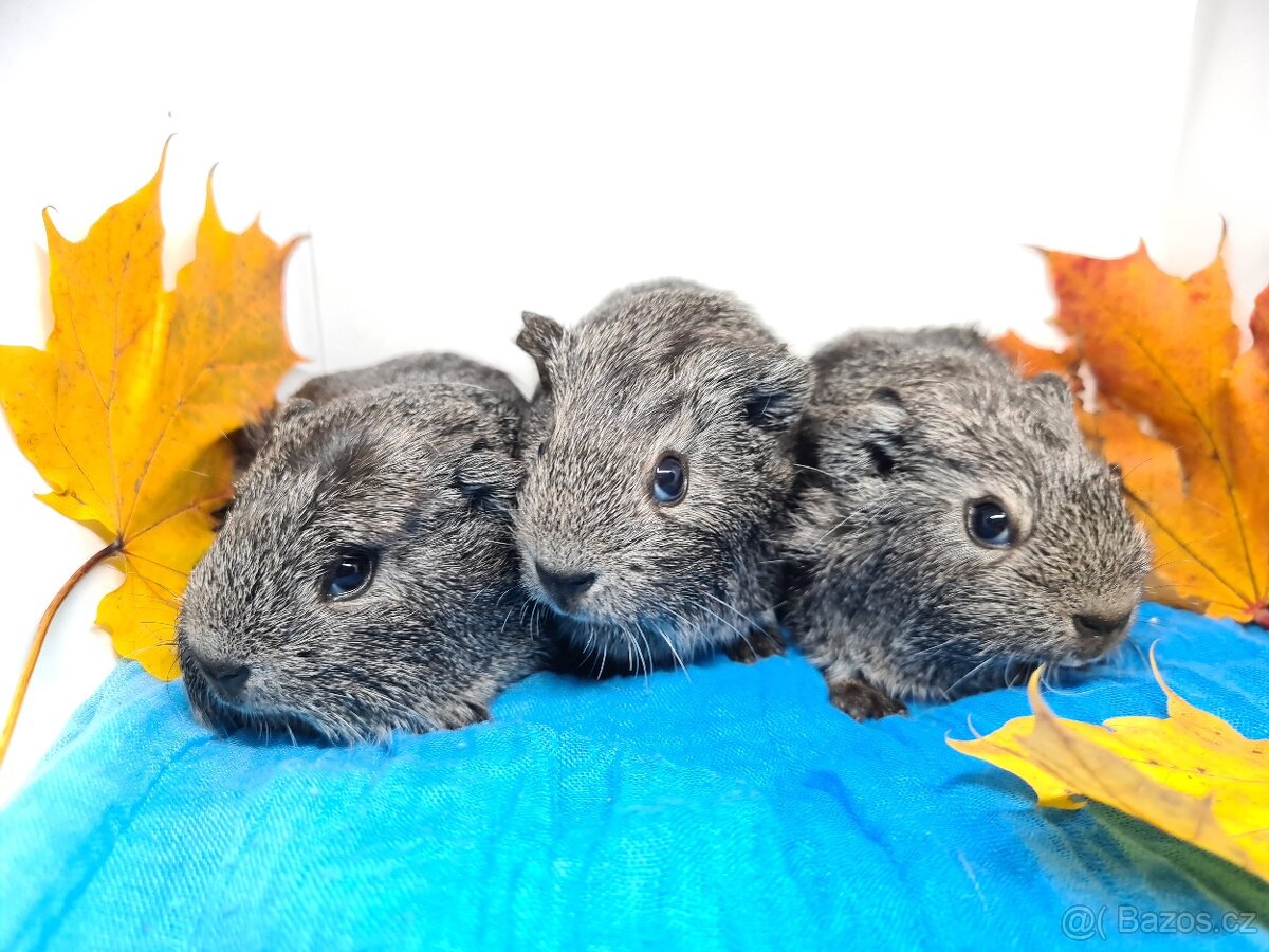 Morčata s pp, holcicky, jiz k odberu - 2