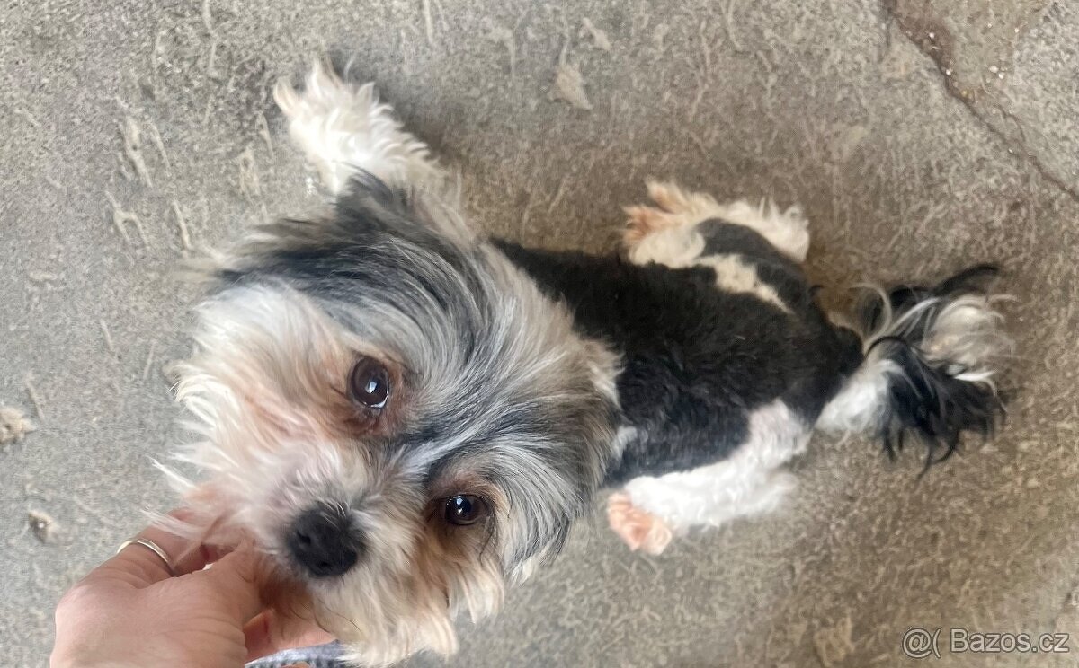 Biewer-jorkšír terier - 2