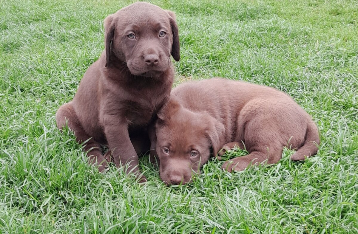 Čokoládový labrador - 2