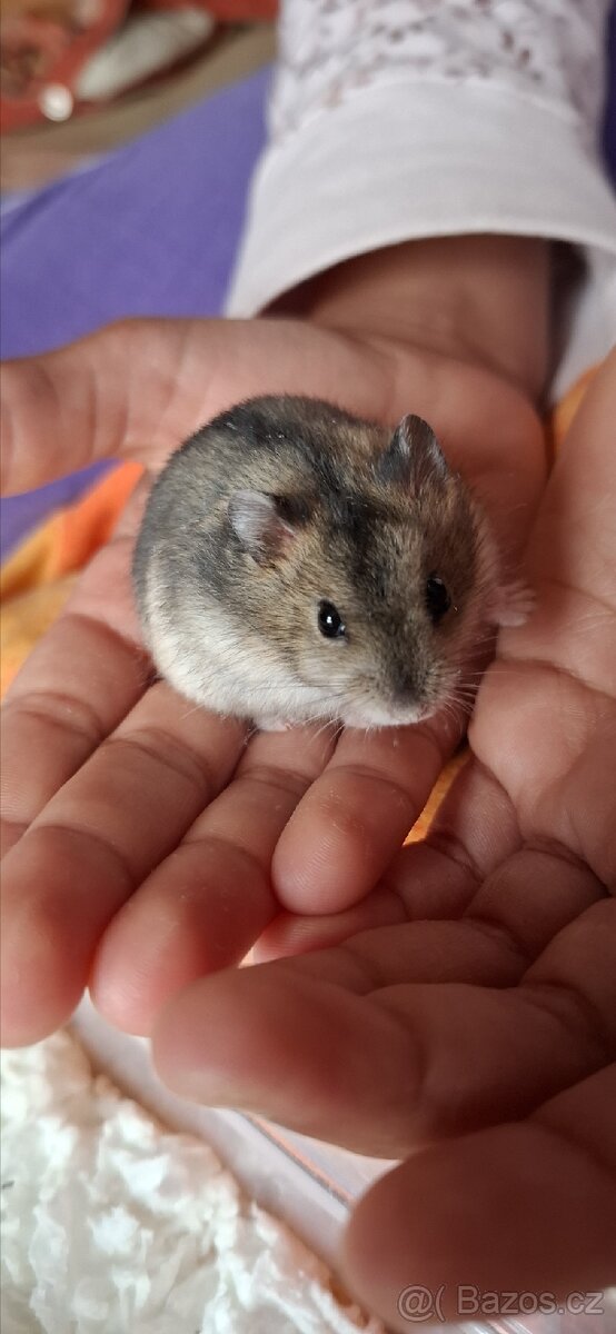 Křeček džungarský - 2