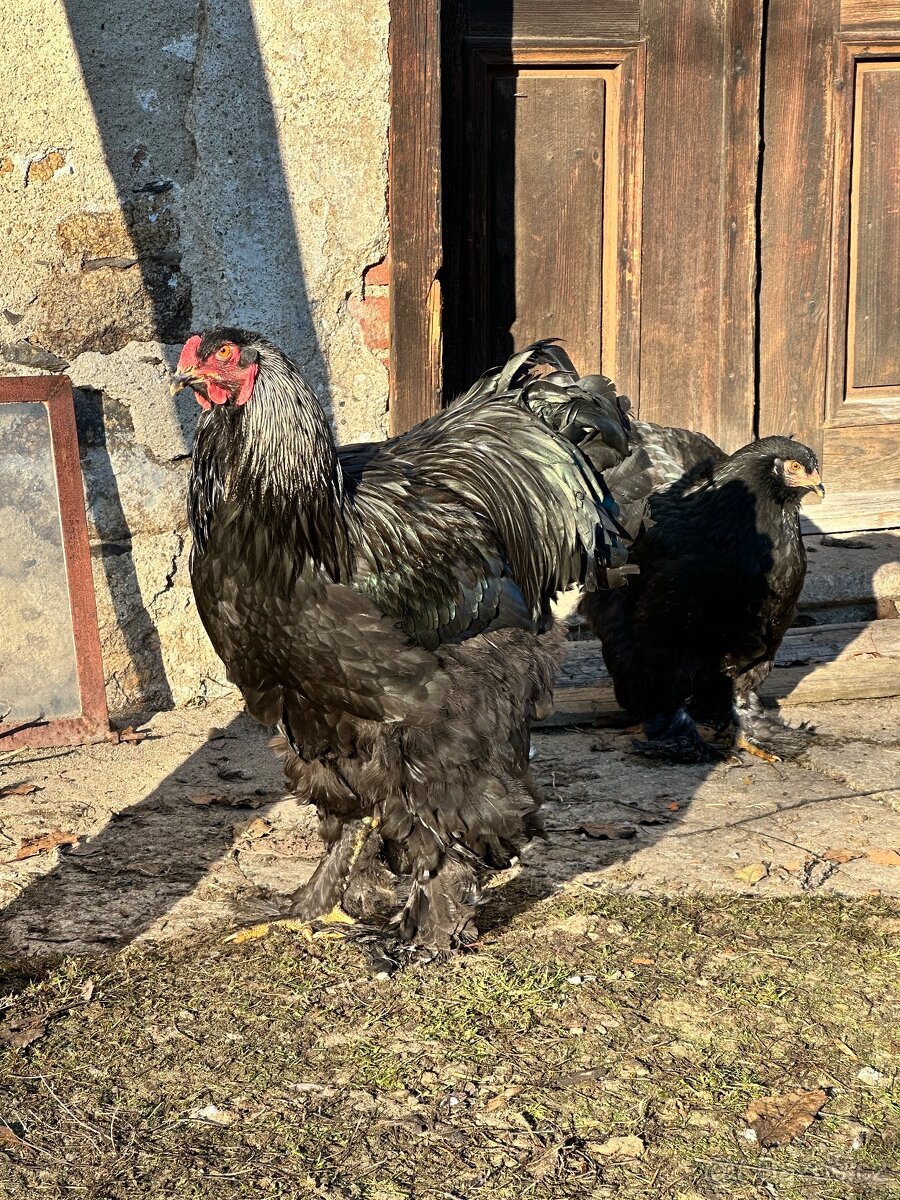 Kohouti Brahmánek - 2