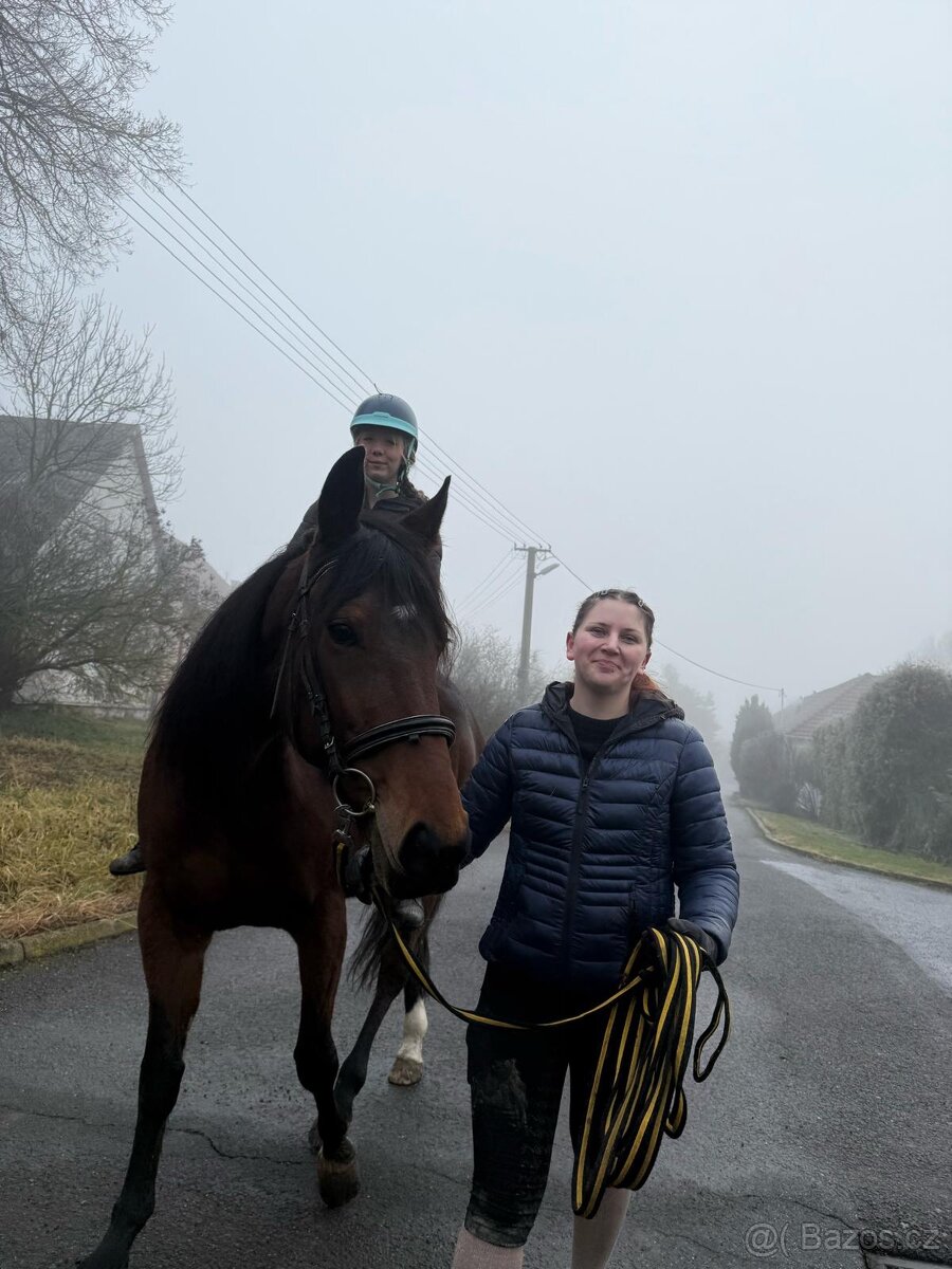 7 letá klisna - klusak - 2