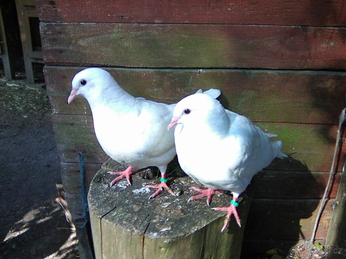 Kalifornský bílý holub - 2