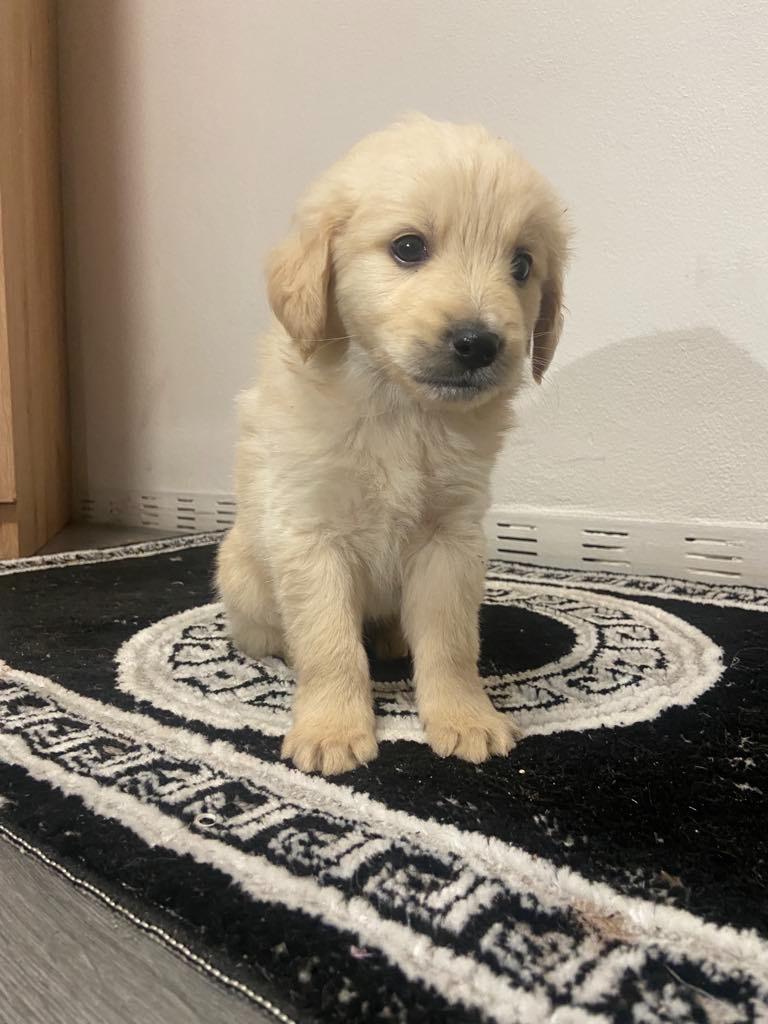 Zlatý Retriever - 2