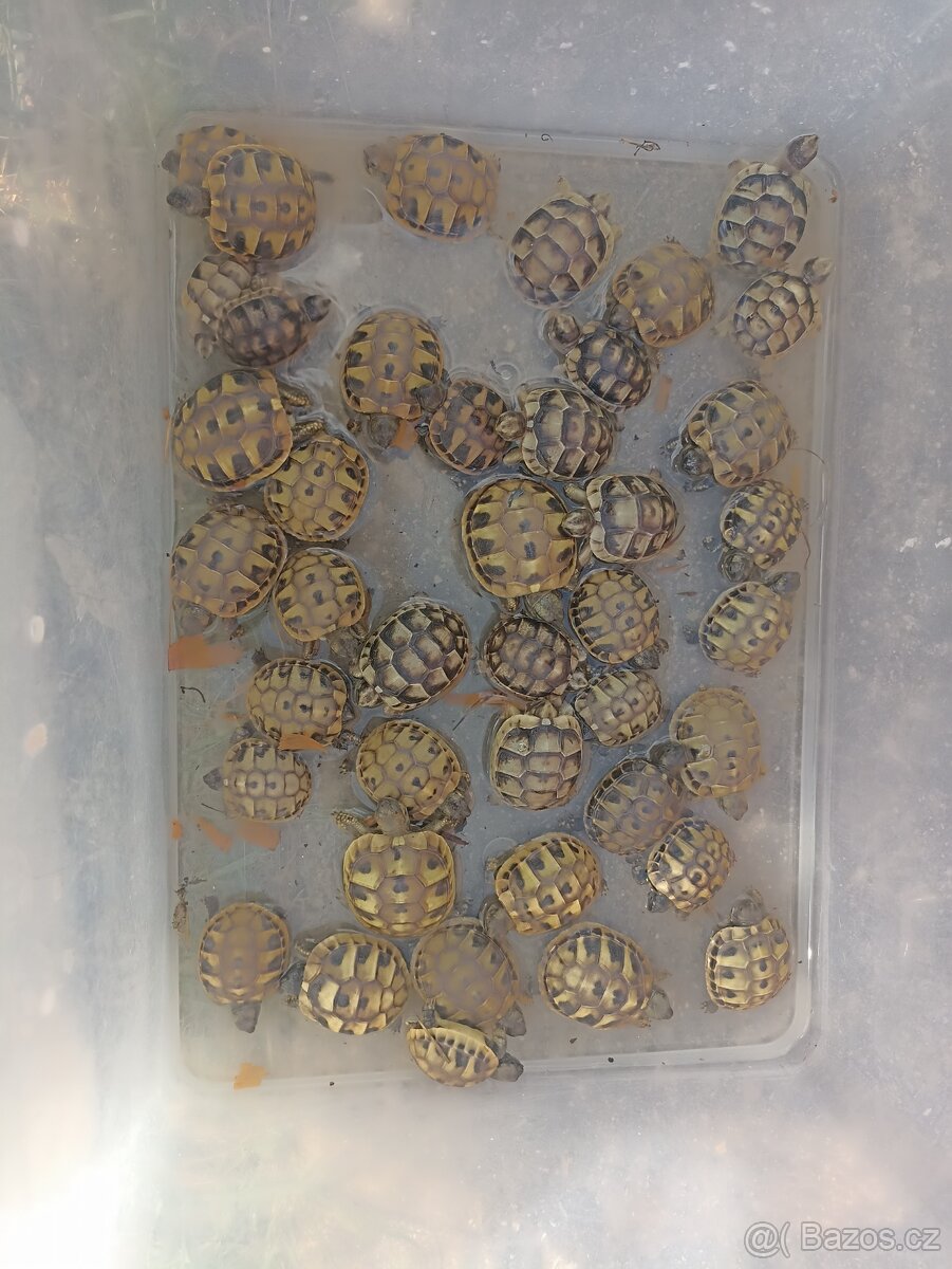 Želvy - 2