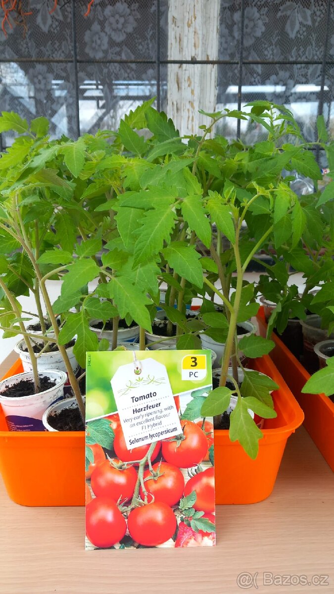 Rajčata sazenice - 2